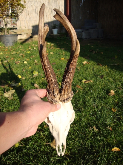 600g.