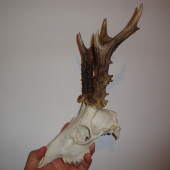 470 g.