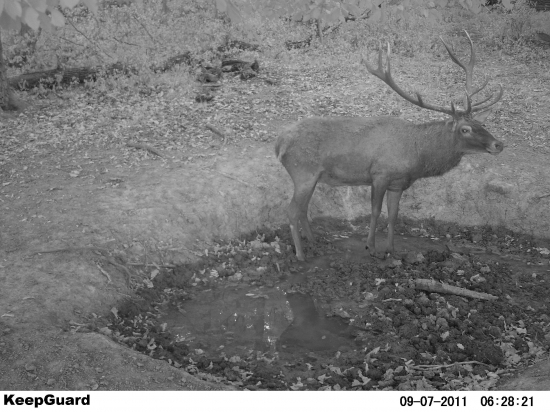 Jeleň z foto ID 133576 z iného uhla