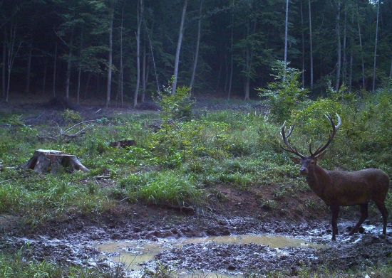 Pravidelný návštevník