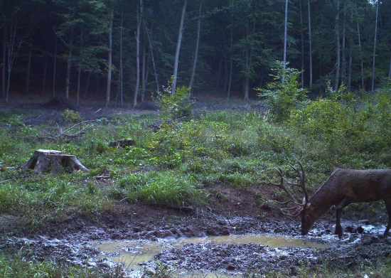 Pravidelný návštevník 2