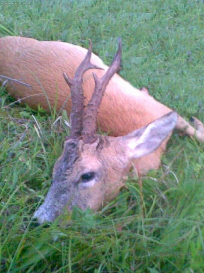 Starkého úspešný lov