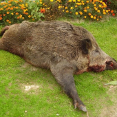 Dnešný 160 Kg.