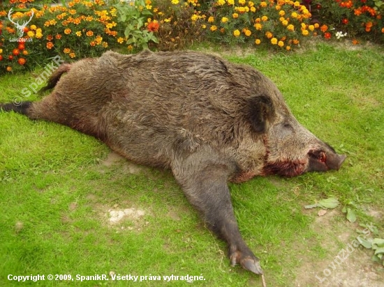 Dnešný 160 Kg.