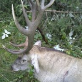 Kamošov jeleň-detail