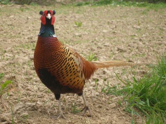 Bažant
