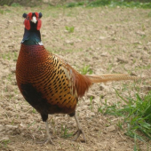 Bažant