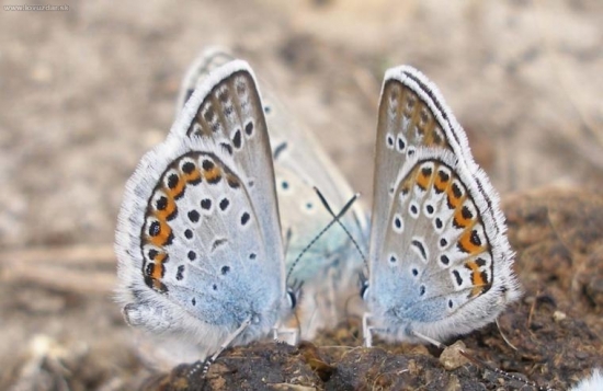 modraciky na h.... :D