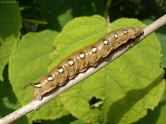 ???... poznáte ju ??? ... ja nie