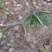 starší, ale poteší