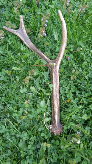 1.maj zhodik nad zlato