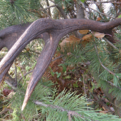 zhodik