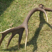 zhodik perlas
