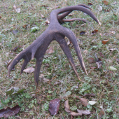 zhodik