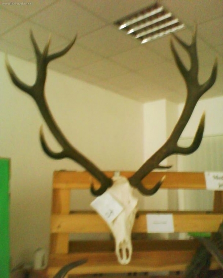 polovnicka vystava.ok.Gelnica