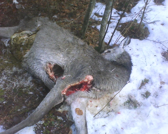 uradovala vlcia svorka