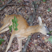 Srnček so zhodeným parožkom