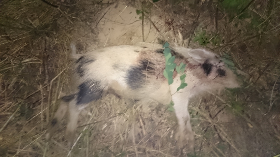 Za krásneho splnu sa zadarilo