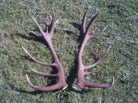 Zhody zo zlatého jeleňa, ktorému som dvakrát daroval život