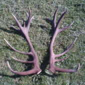 Zhody zo zlatého jeleňa, ktorému som dvakrát daroval život