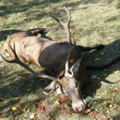 Kamarátov včerajší