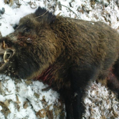 Vyzeral nádejne, ale ...