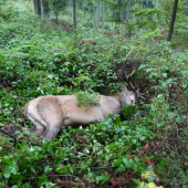 V piatok rano stáli Diana a Sv. Hubert pri mne