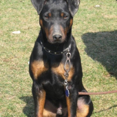 Hugo