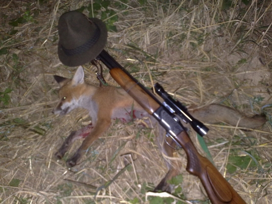 Privábené líšča