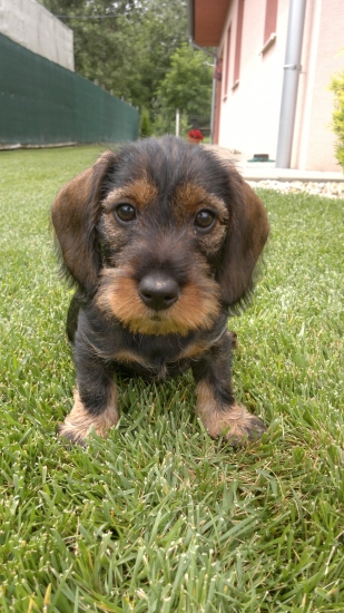 POLLY zo Šuchovho dvora