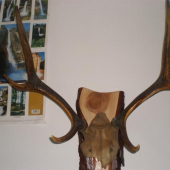 uyhn jelena šestaka