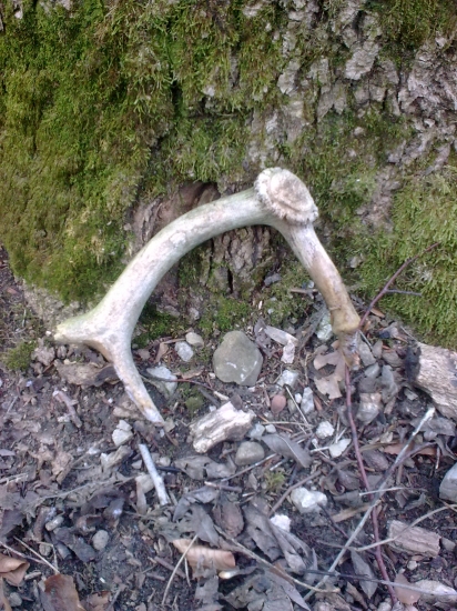 moj prvý Dančí ! :) aj Keď takýto ale predsa prvý .. :)