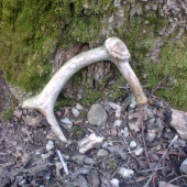 moj prvý Dančí ! :) aj Keď takýto ale predsa prvý .. :)