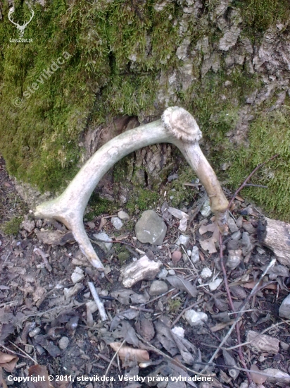 moj prvý Dančí ! :) aj Keď takýto ale predsa prvý .. :)