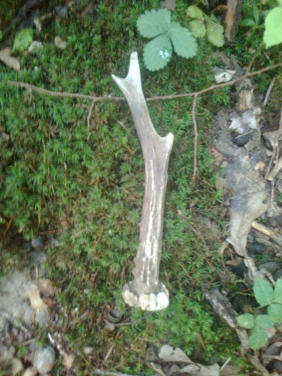 keď nie srnec  aspon jeho ozdoba :)