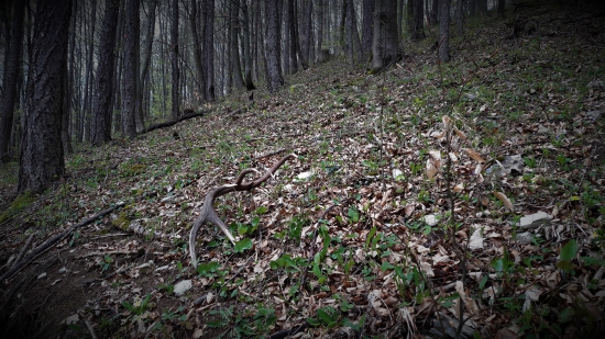 Metrový  Apríláčik ...