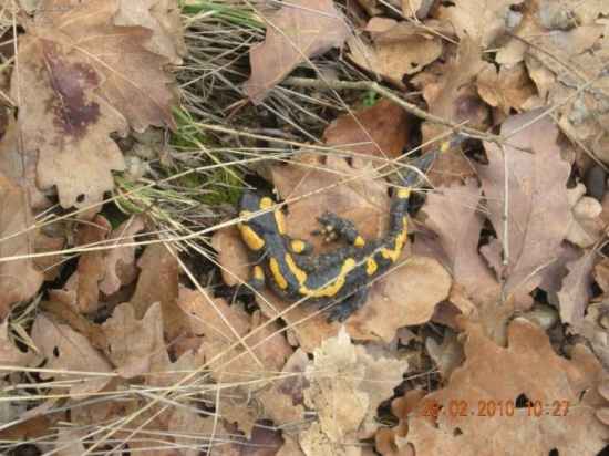 salamandra