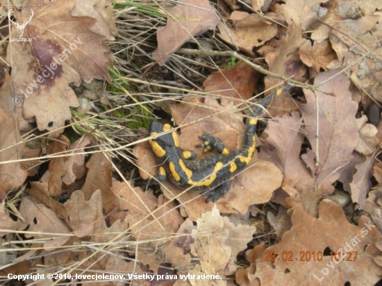 salamandra