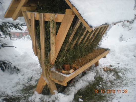 dnešné prikrmovanie