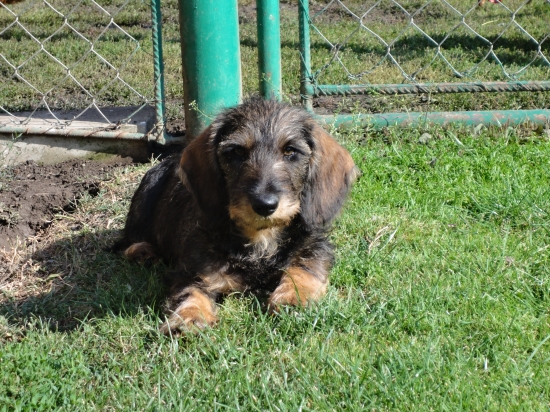 Moje nová pomocnice