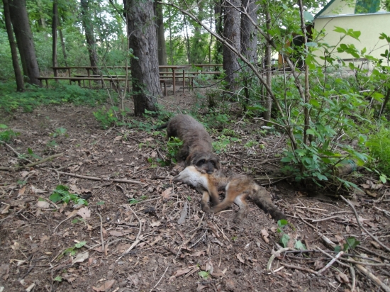 Příprava na norovačky