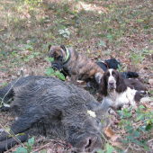 Věroslavova bývalá trojka - Bastián - Gracie - Fiero