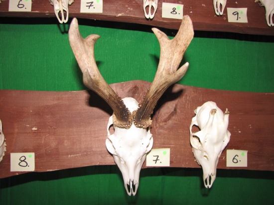 kříženec s daňkem