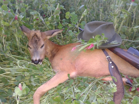 Včerejší jatelinový roček