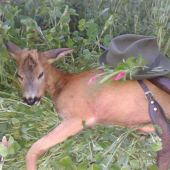 Včerejší jatelinový roček