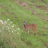 Héj! ja som chovný