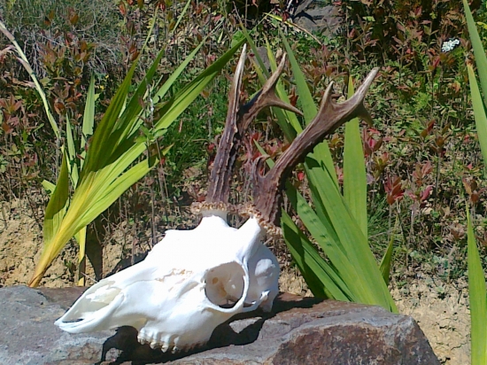 Moja 2 raritka 2012 - osmorák