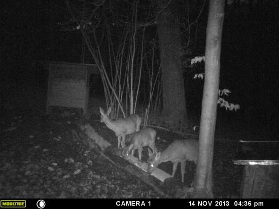 rýchlo už idú tie svine