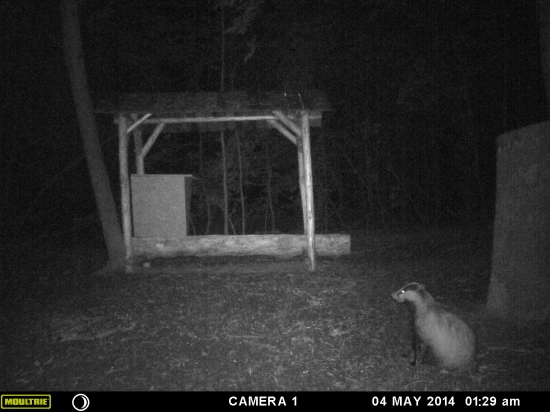 diviaky nechodia - nemusím sa ponáhľať