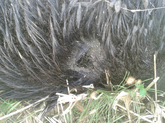 Detail poranenia k ID247525 sanitarny odstrel